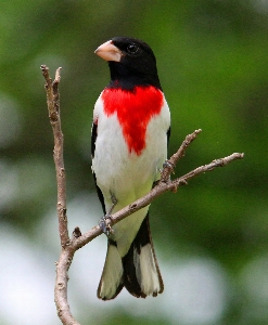 Foto Pohon alam cabang burung