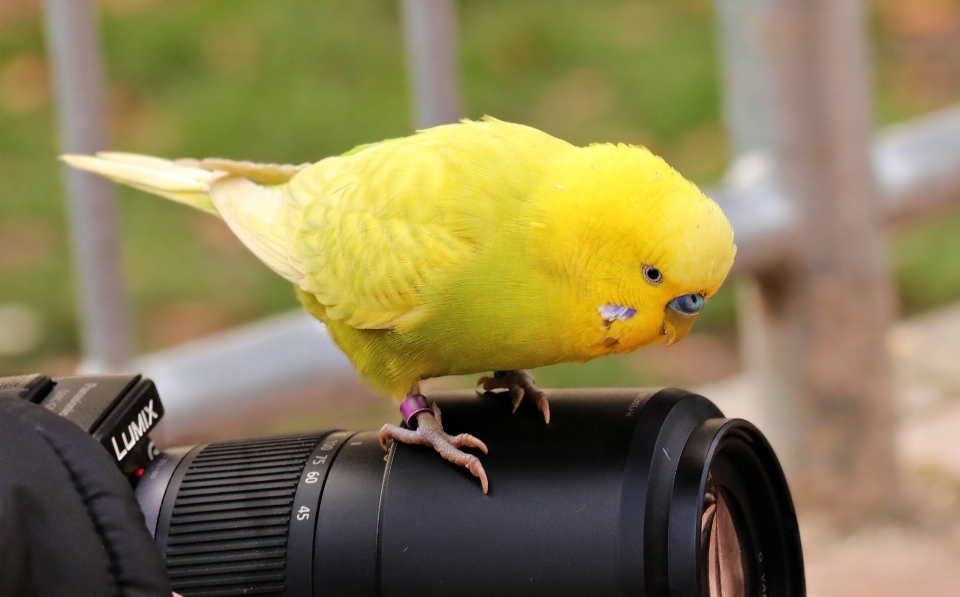 Burung kamera satwa imut-imut