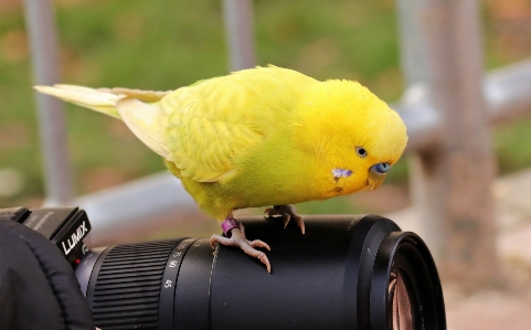 鳥 カメラ 動物 かわいい 写真