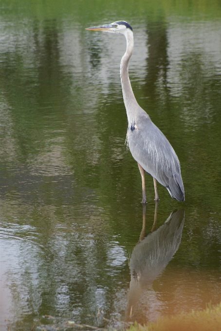 Eau nature région sauvage
 oiseau