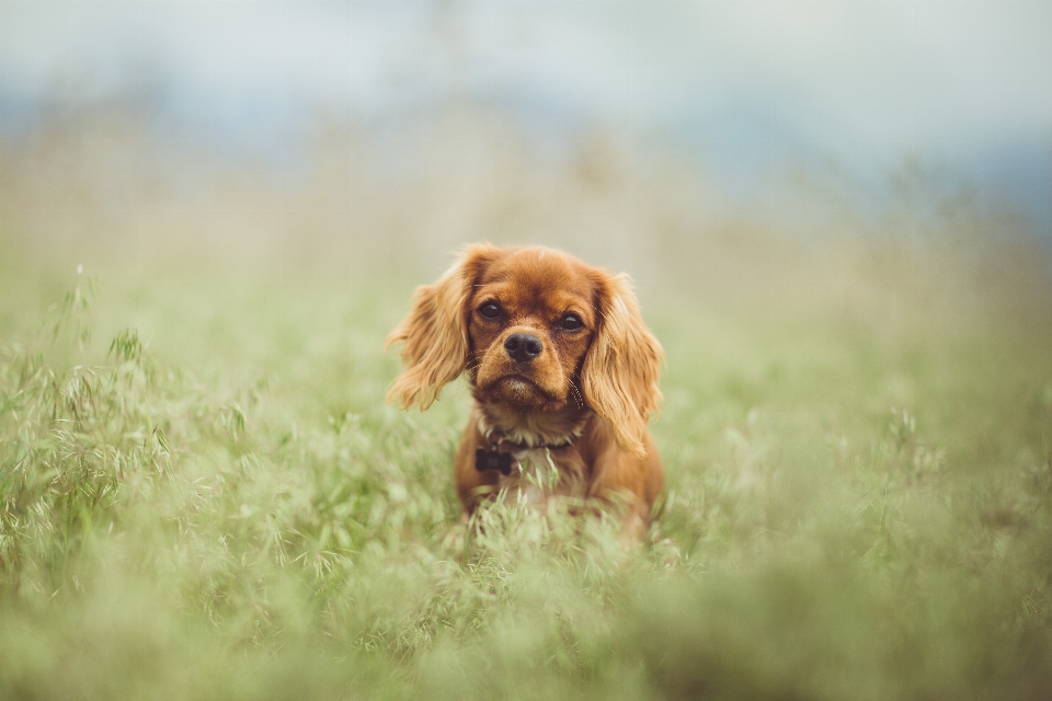 子犬 犬 動物 かわいい