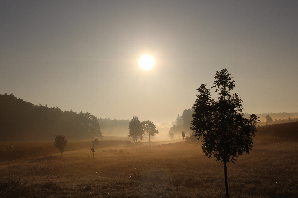 Landschaft baum natur gras