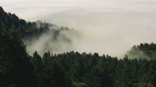 Landscape tree nature forest Photo