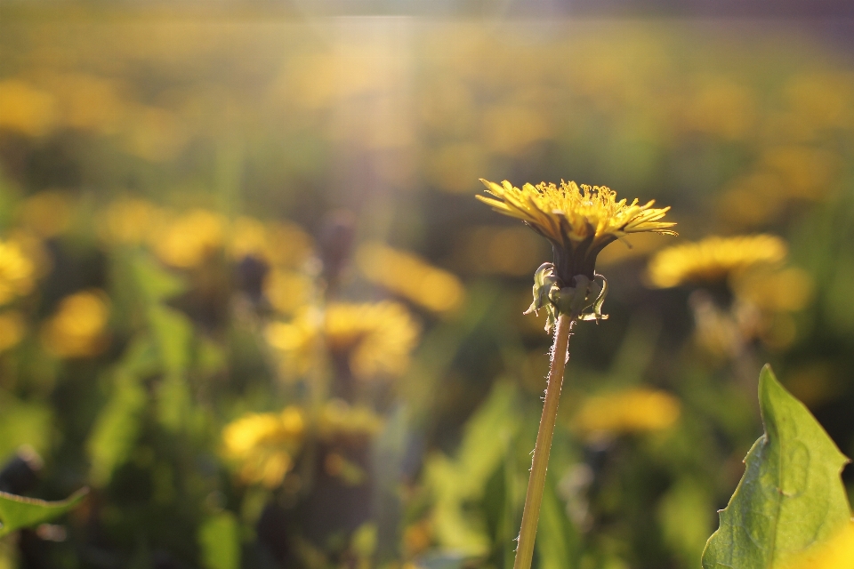 Nature grass blossom plant