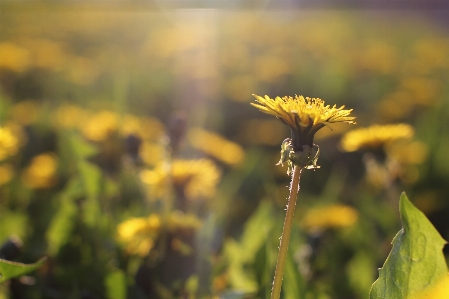 Nature grass blossom plant Photo