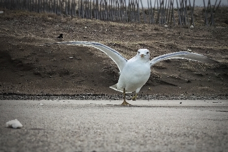 ビーチ 風景 鳥 羽 写真