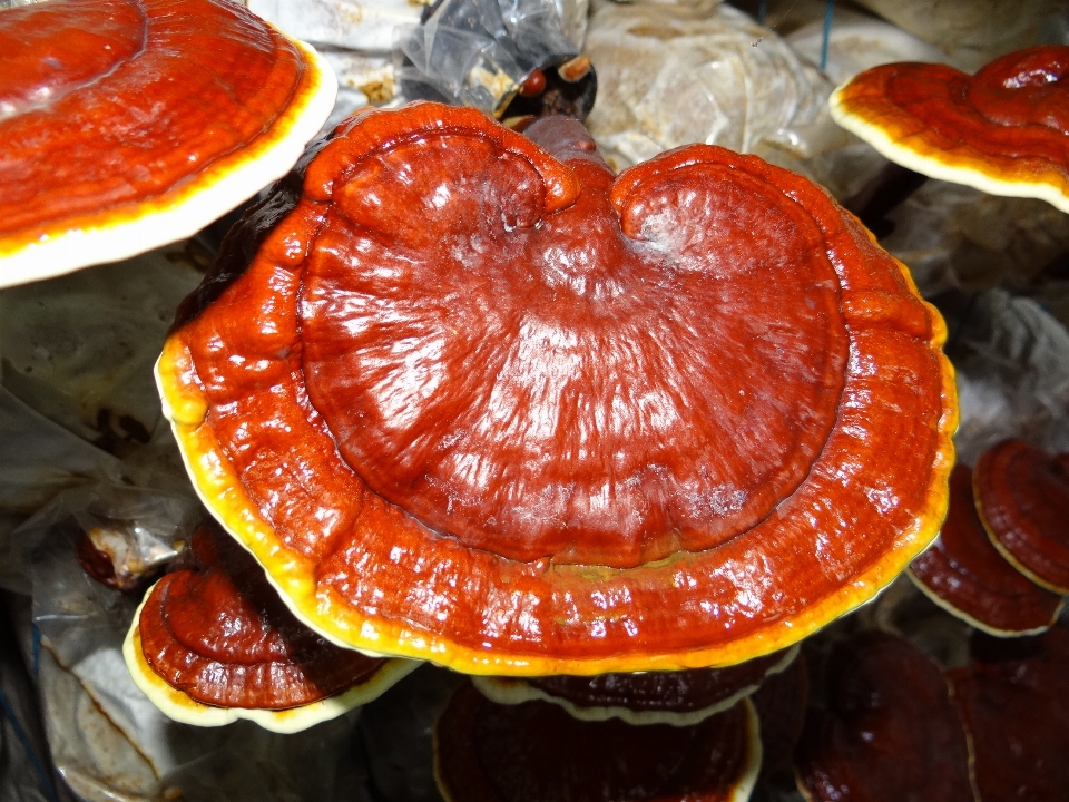 Alimento producir champiñón ganoderma
