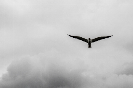 Photo Oiseau aile nuage noir et blanc
