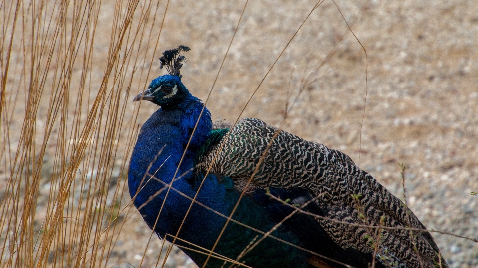 Nature oiseau animal faune