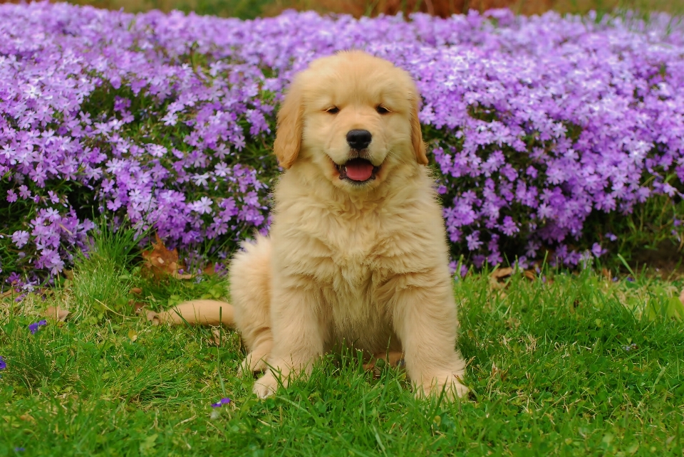 Puppy dog animal cute