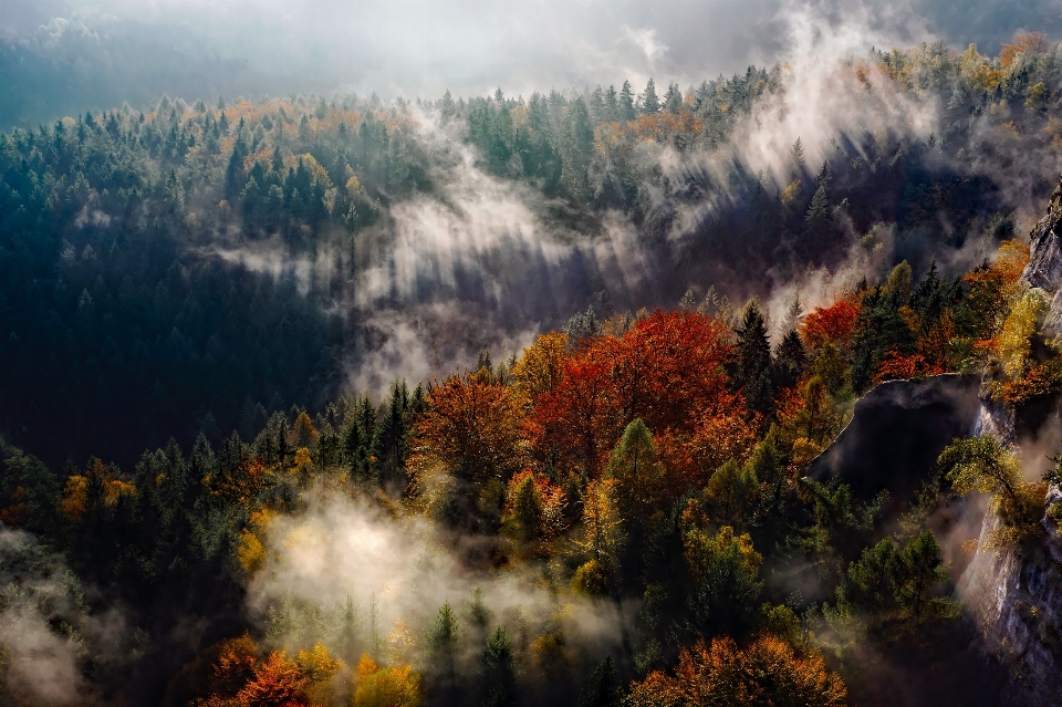 Landschaft baum natur wald