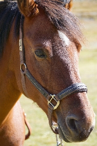 Animal portrait horse brown Photo