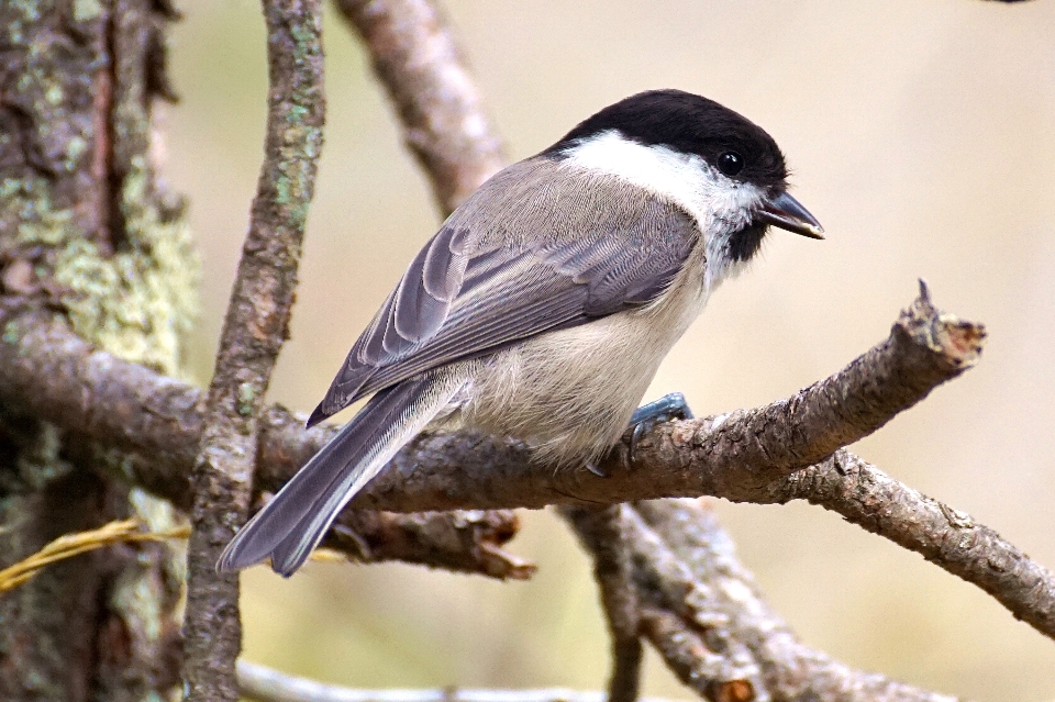 Pohon alam cabang burung