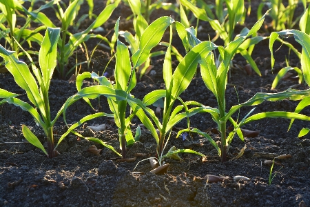 Nature grass growth plant Photo