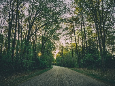 Foto Paesaggio albero natura foresta