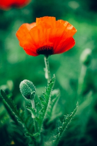 Photo Nature fleurir usine champ