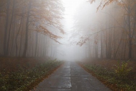 Tree nature forest path Photo