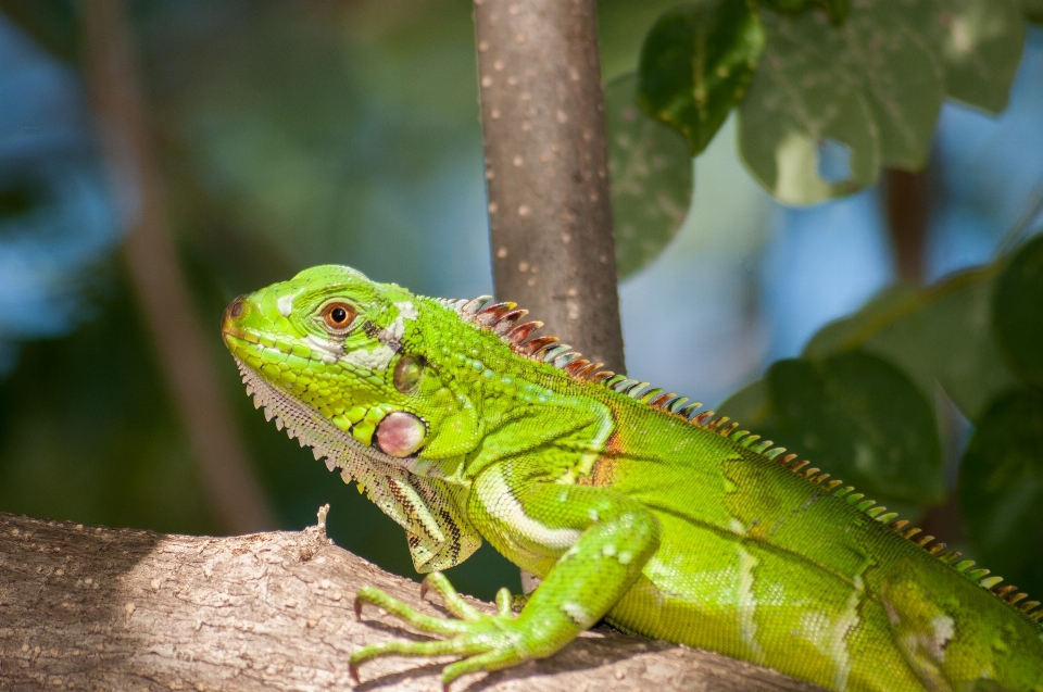 Rama animal fauna silvestre verde