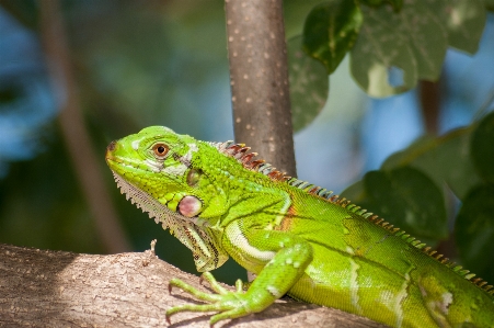 Branch animal wildlife green Photo