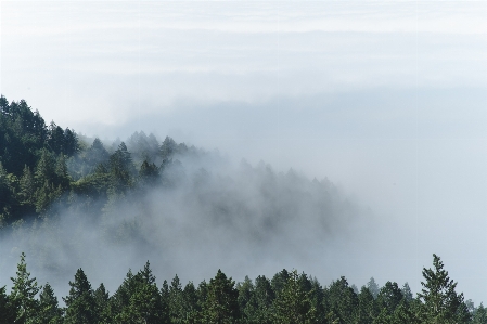 Tree nature forest wilderness Photo