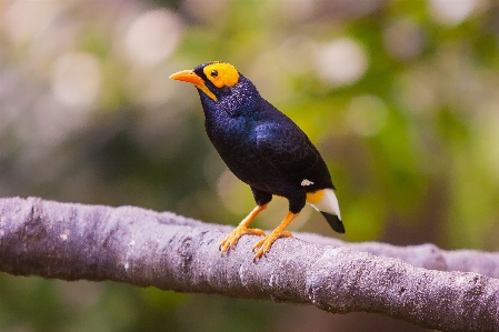 Foto Naturaleza rama pájaro animal