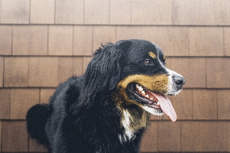 Foto Anjing satwa imut-imut anjing
