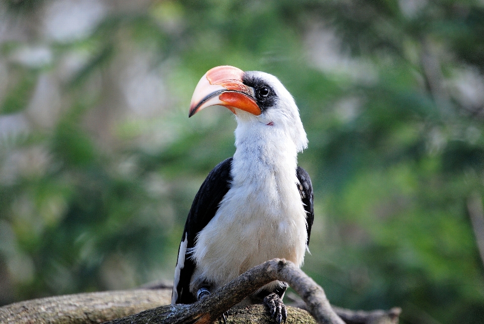 Nature bifurquer oiseau aile