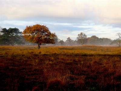 Foto Lanskap pohon alam hutan