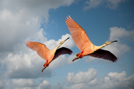 Bird wing sky flight Photo