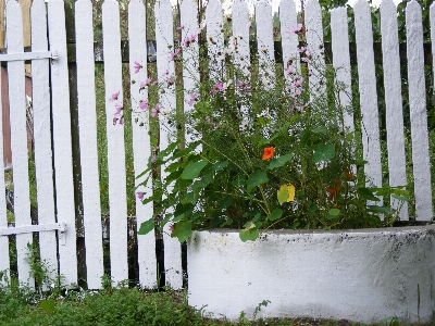 Tree grass fence plant Photo