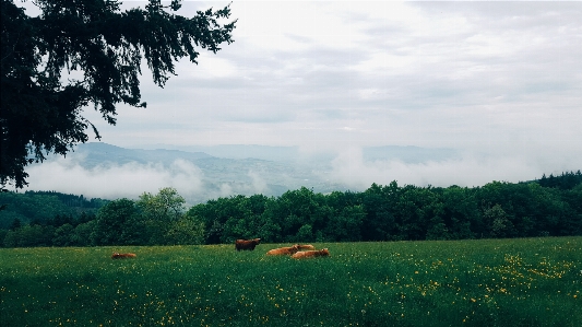 風景 木 自然 森 写真