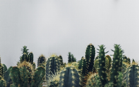 Foto Grama cacto
 plantar campo