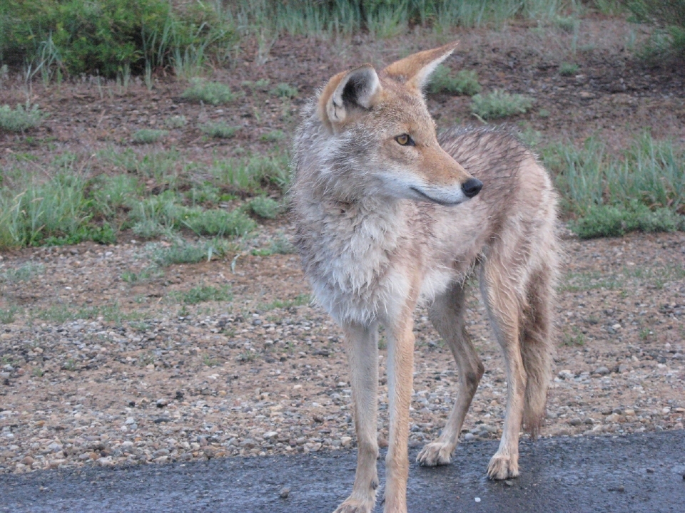 Natureza região selvagem
 olhando animais selvagens