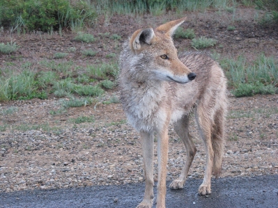 Nature wilderness looking wildlife Photo