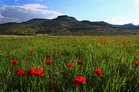 Landscape nature grass mountain Photo