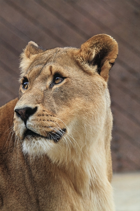 Animal fêmea animais selvagens selvagem