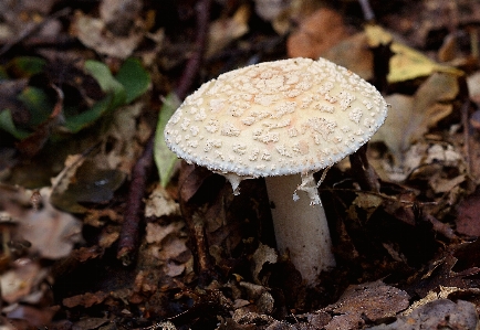 Nature forest macro autumn Photo