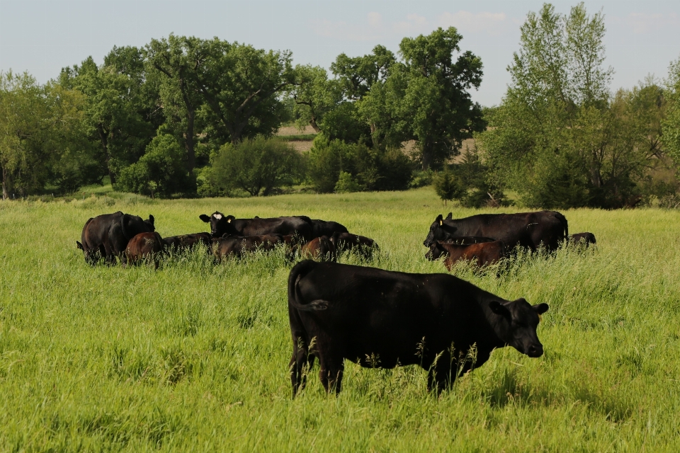 Grass field farm meadow