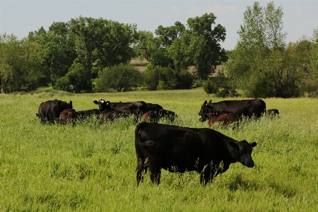 Grass field farm meadow Photo