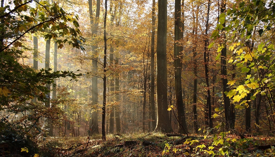 Albero natura foresta selvaggia
