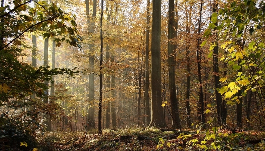 Tree nature forest wilderness Photo