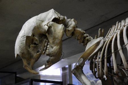 Wood monument statue skull Photo