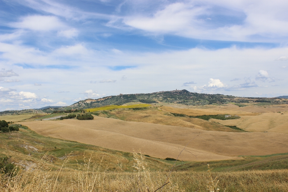 Landschaft baum natur gras