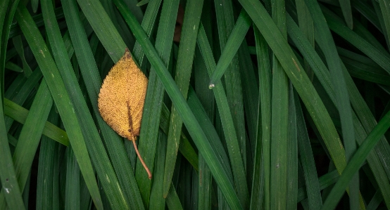 Tree nature grass branch Photo