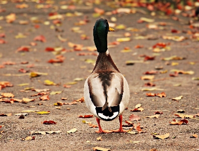 Nature bird animal male Photo