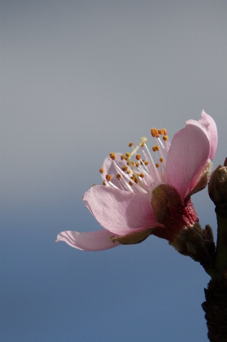 Blossom plant flower petal