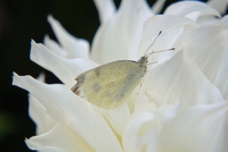 Nature blossom wing plant Photo