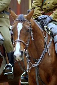 Soldier horse brown bay Photo