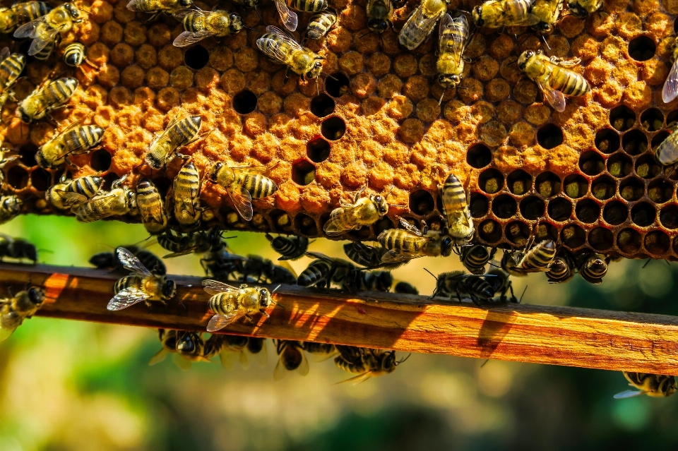 Nature flower honey insect