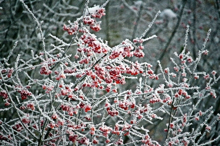 树 分支 雪 寒冷的 照片